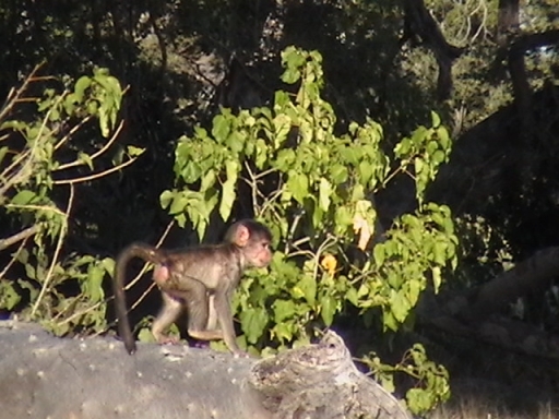 LV baboon 